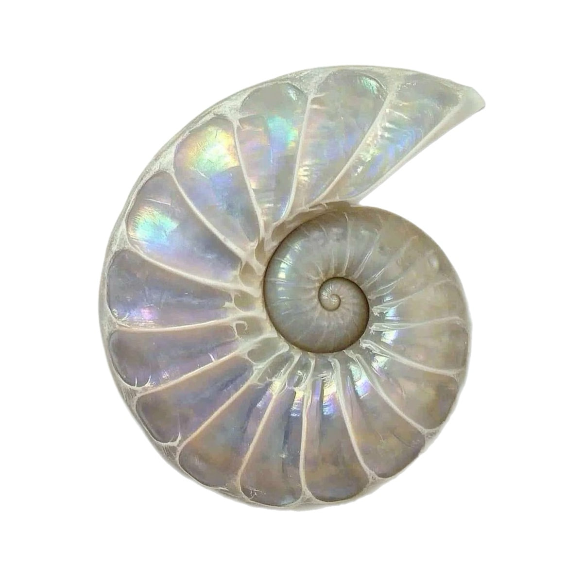 Shell